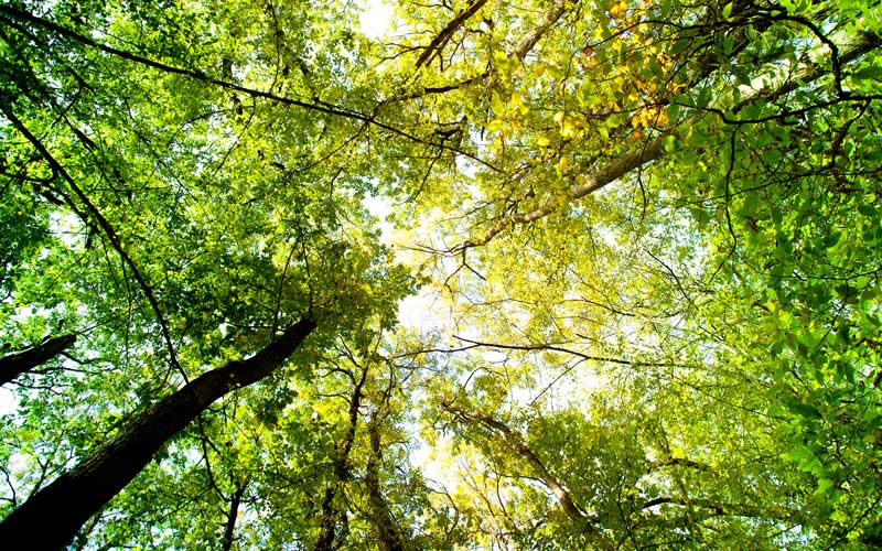 going-green
